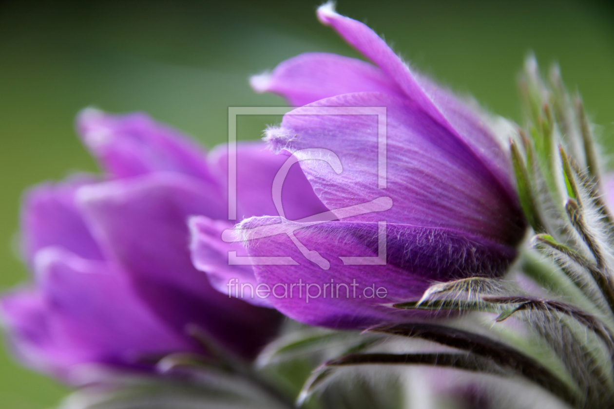 Bild-Nr.: 10049041 Violettis erstellt von birdy