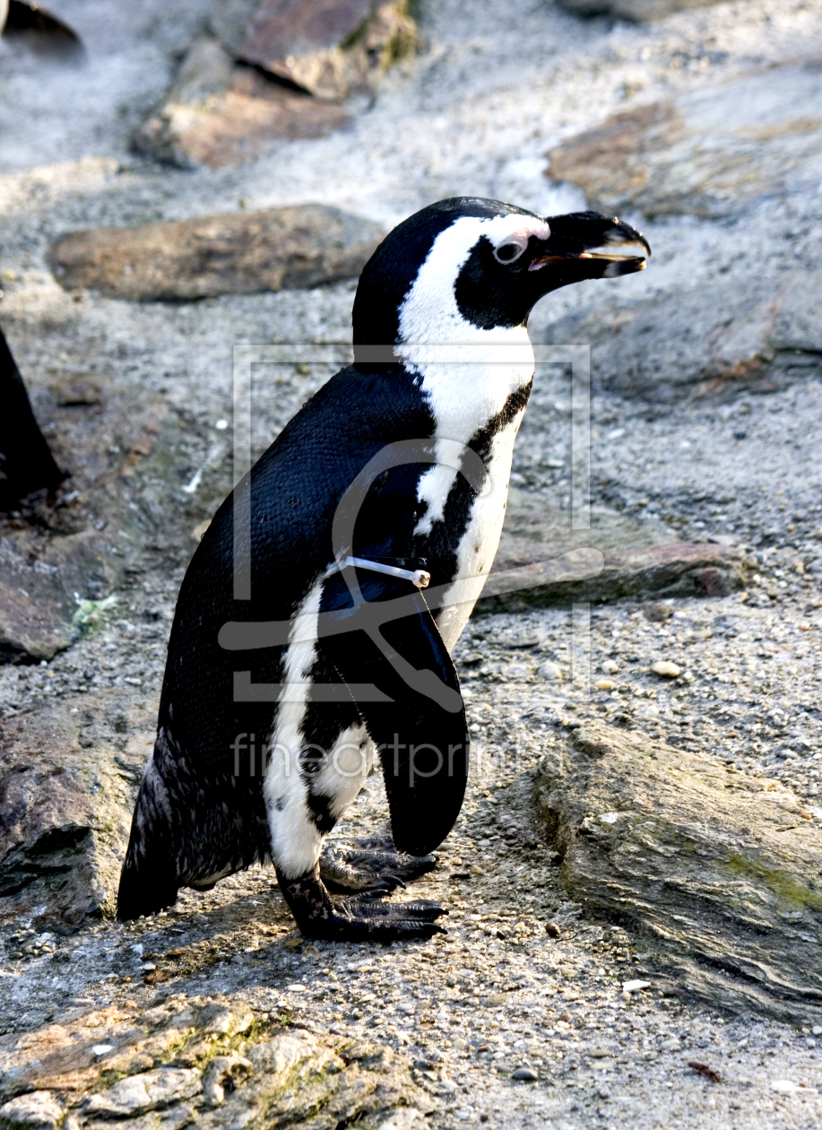 Bild-Nr.: 10056243 Pinguin erstellt von gichthans