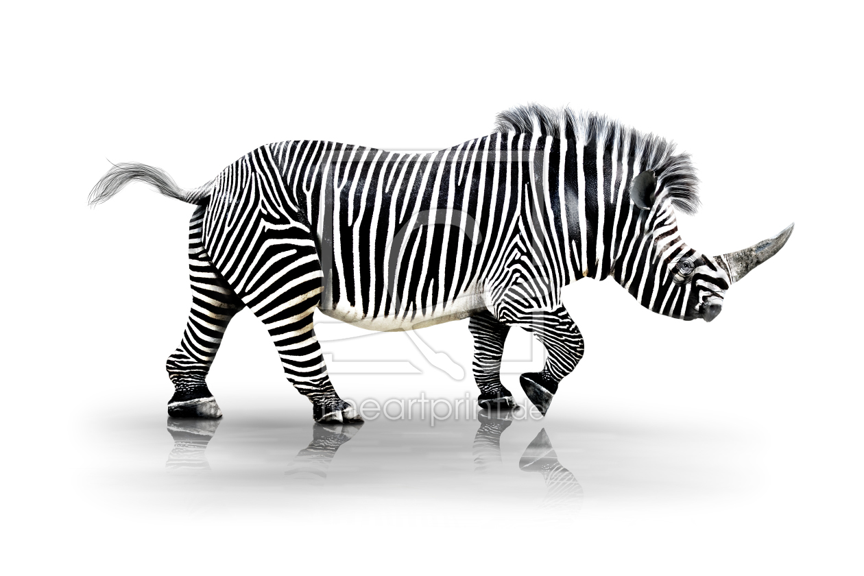 Bild-Nr.: 10188777 Zebra-Horn  erstellt von Dreblow