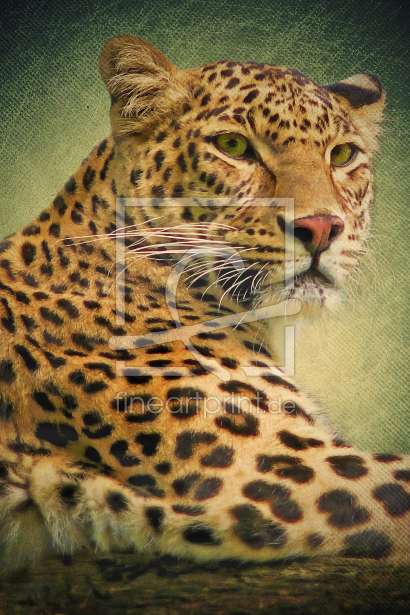 Bild-Nr.: 10263981 Leopard erstellt von Angela  Dölling