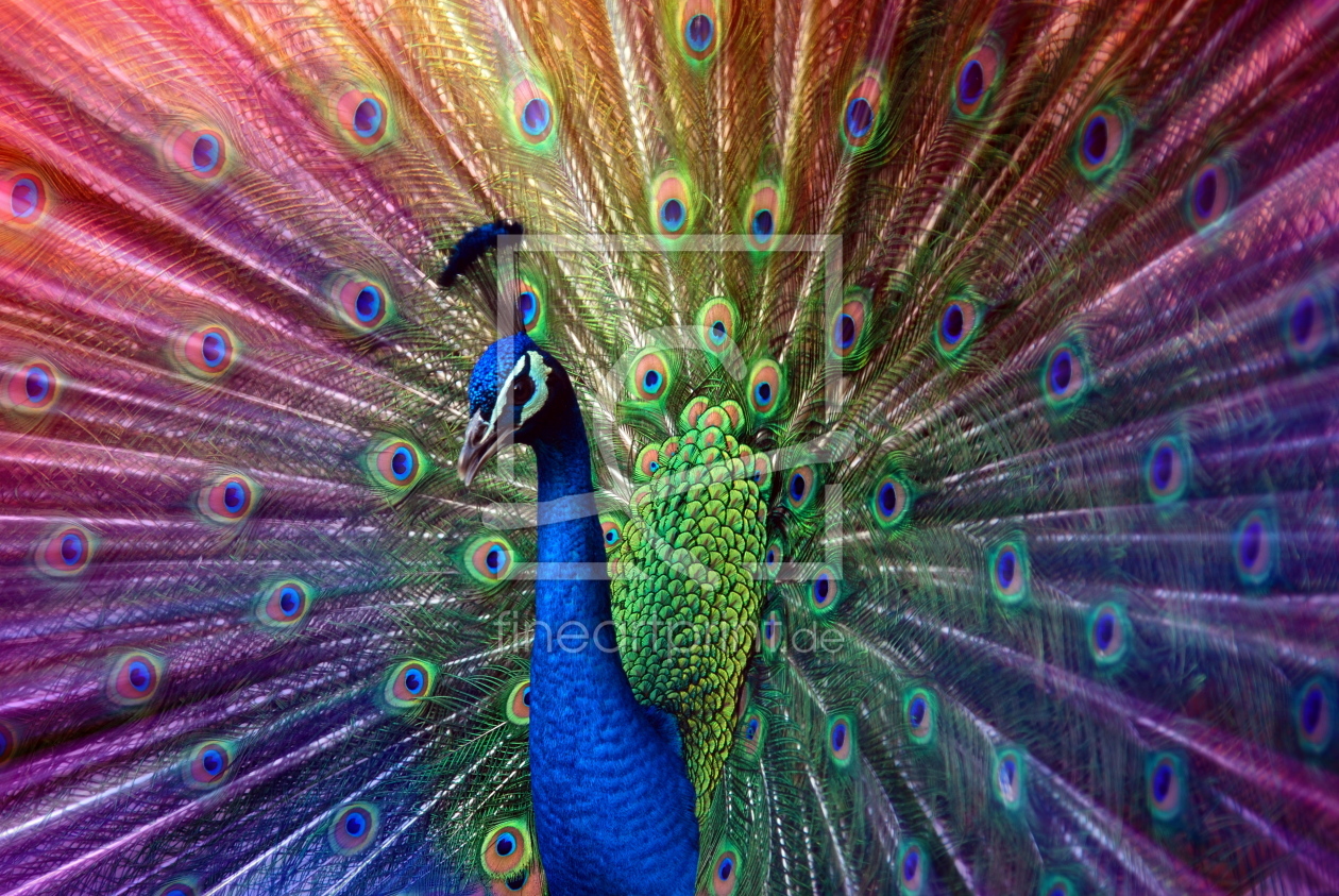 Bild-Nr.: 10289291 peacock erstellt von hannes cmarits
