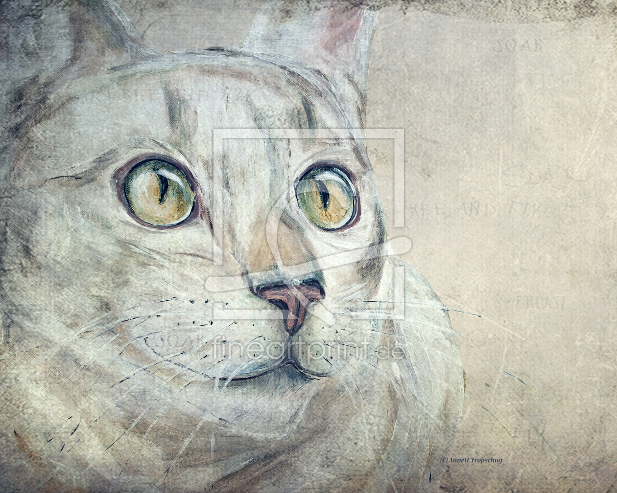 Bild-Nr.: 10382643 CATS MOMENTS 3 (weniger farbintensiv) erstellt von Annett Tropschug