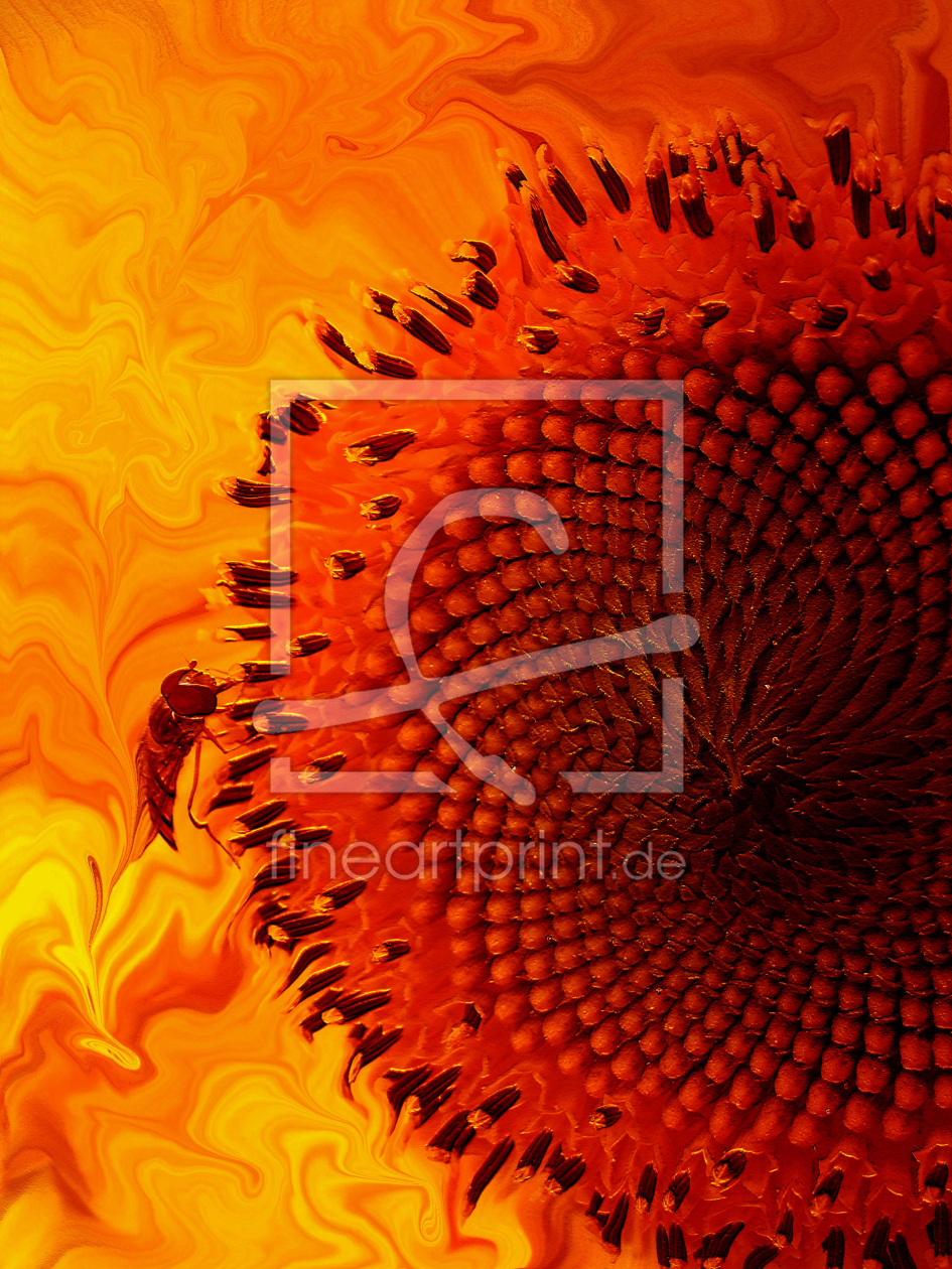 Bild-Nr.: 10534331 Hot Sunflower erstellt von Petrolafotografie