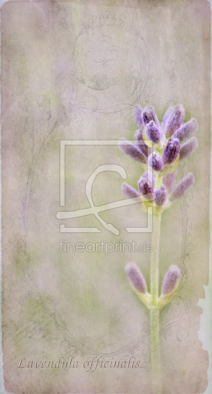 Bild-Nr.: 10570292 Lavendel antik erstellt von Heike  Hultsch