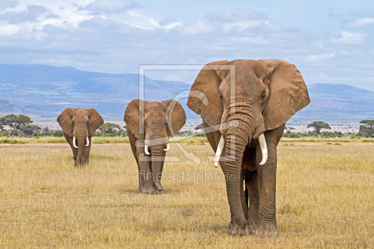 Bild-Nr.: 10601608 Drei Elefanten am Fuß des Kilimanjaro erstellt von Safarifotografie