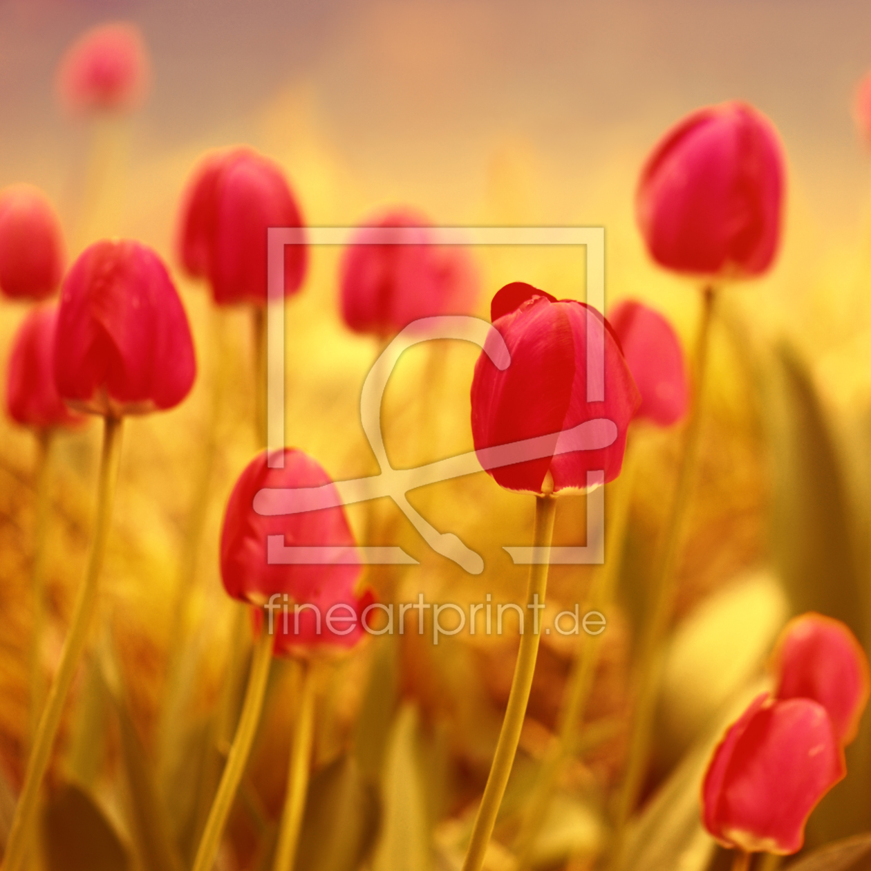 Bild-Nr.: 10606672 Tulpen erstellt von Atteloi