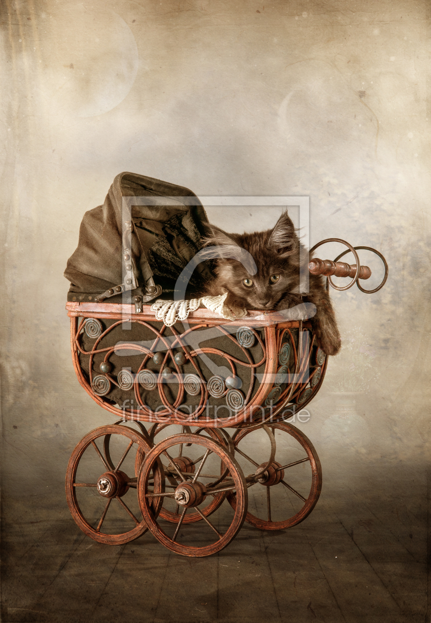 Bild-Nr.: 10656912 pussy on wheels. erstellt von René de Brunn
