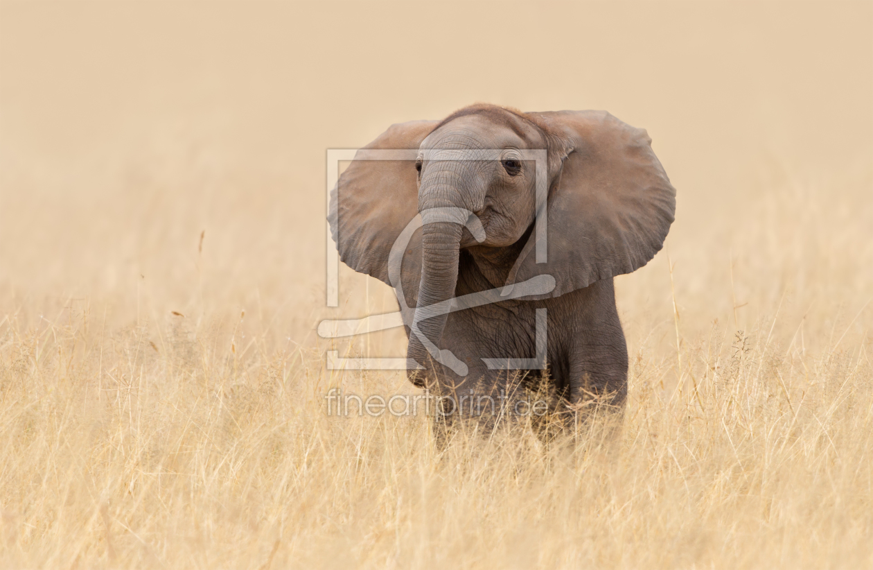Bild-Nr.: 10666978 kleiner Jumbo mit grossen Ohren erstellt von Safarifotografie