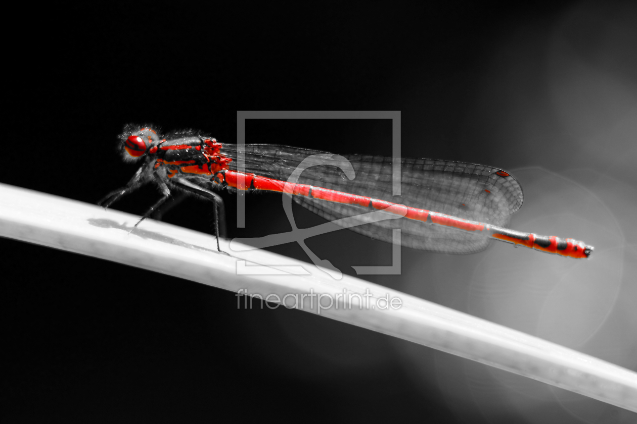 Bild-Nr.: 10678106 Libelle Schwarz Weiß Rot - dragonfly black white red - Knibbli erstellt von Knibbli