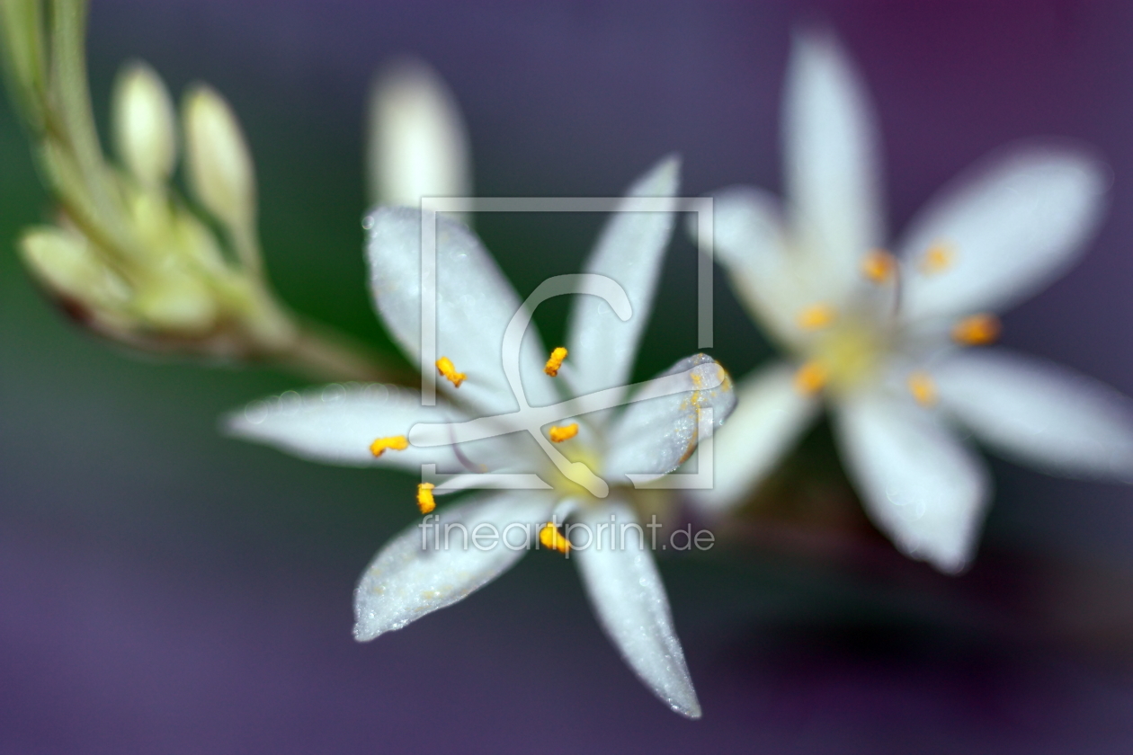 Bild-Nr.: 10706689 Blütenzauber - Flower magic - Blüten Zauberei erstellt von Knibbli