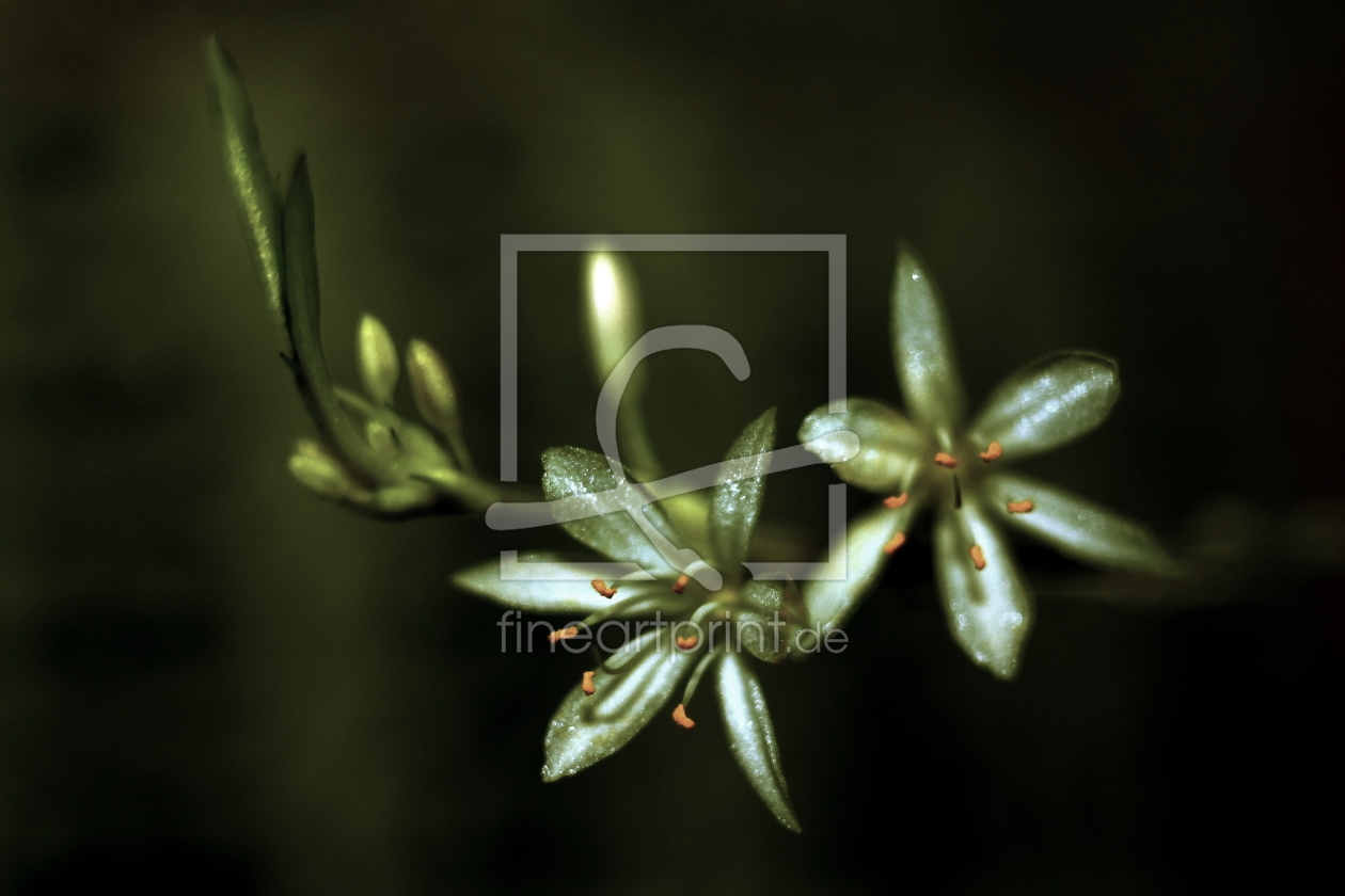 Bild-Nr.: 10706817 klitze kleine Glitzer Makro Blüte - tiny little glitter macro bloom erstellt von Knibbli