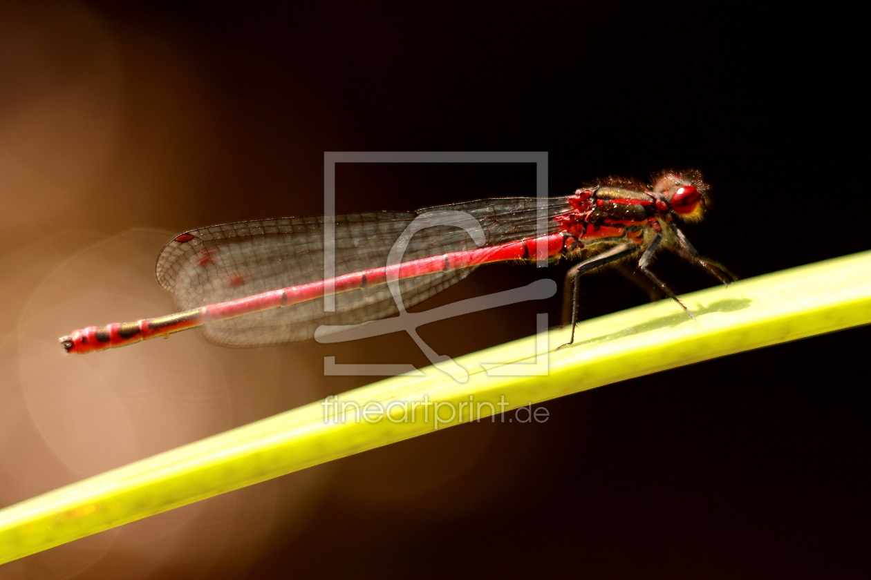 Bild-Nr.: 10719561 Libelle Rotbraun - dragonfly red brown - libellule rouge brun -Blick nach rechts erstellt von Knibbli