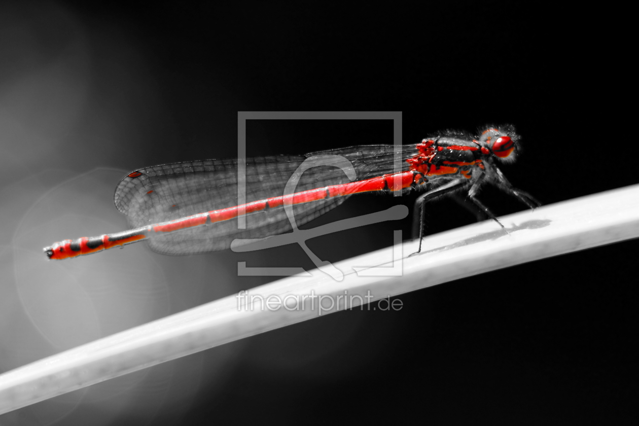 Bild-Nr.: 10719563 Libelle Schwarz Weiß Rot - dragonfly black white red - Blick nach rechts erstellt von Knibbli