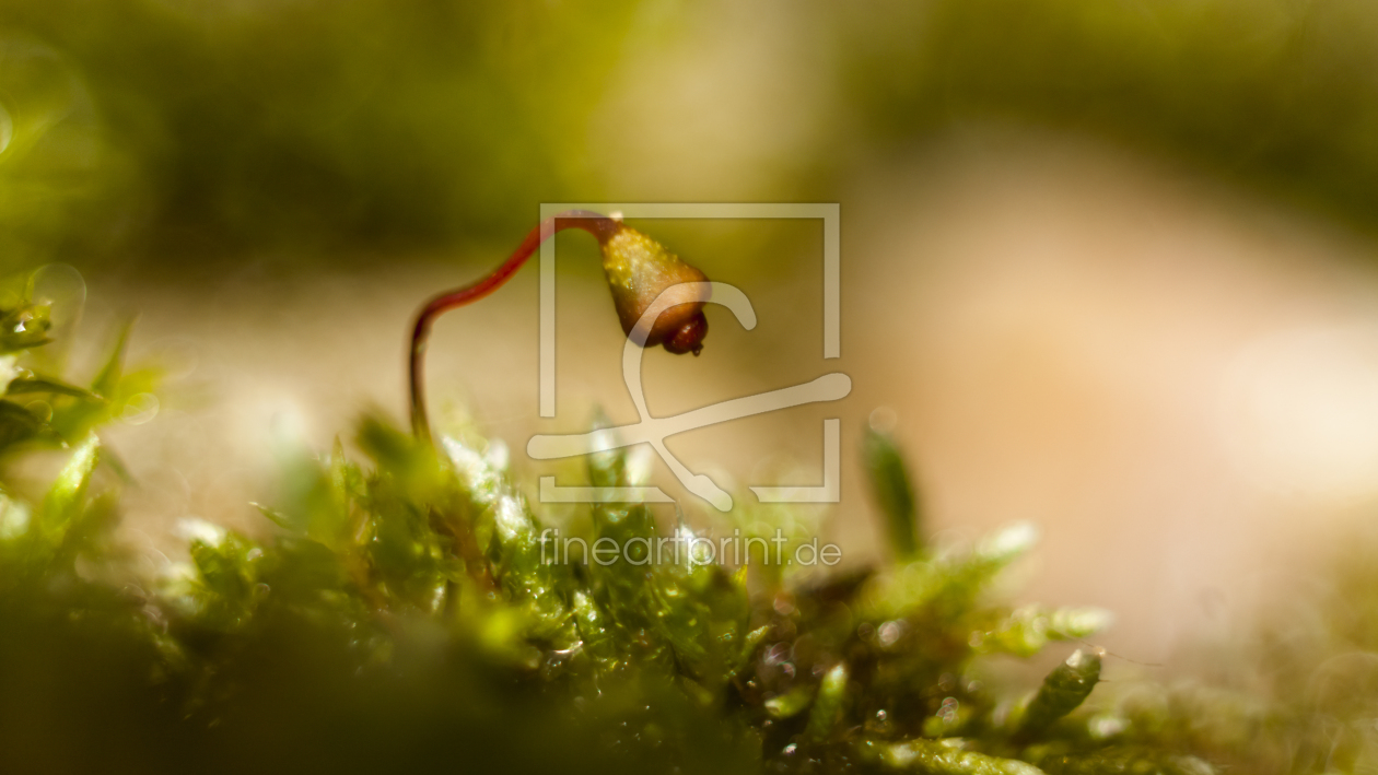 Bild-Nr.: 10724353 Micro Welt ... Stein Moos Blüten Frucht Kopf nur ca. 2mm erstellt von Knibbli