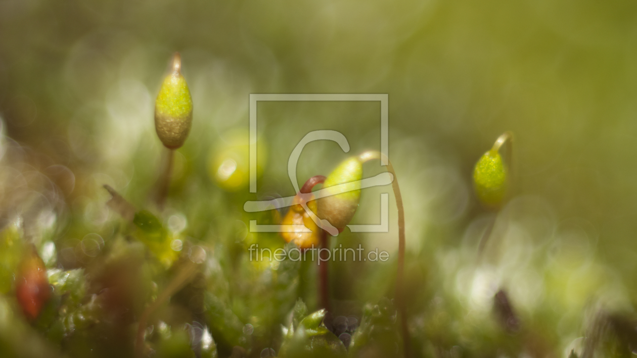 Bild-Nr.: 10724373 Micro Traumwelt Träumereien ... Stein Moos Blüten Frucht Kopf nur ca. 2mm erstellt von Knibbli