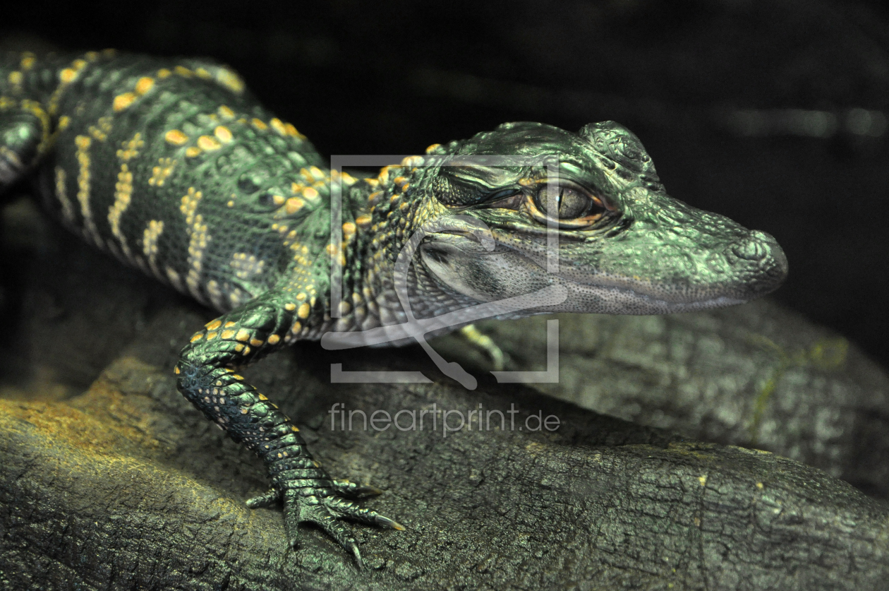 Bild-Nr.: 10795425 Junger Alligator erstellt von RobertHuegelraucher