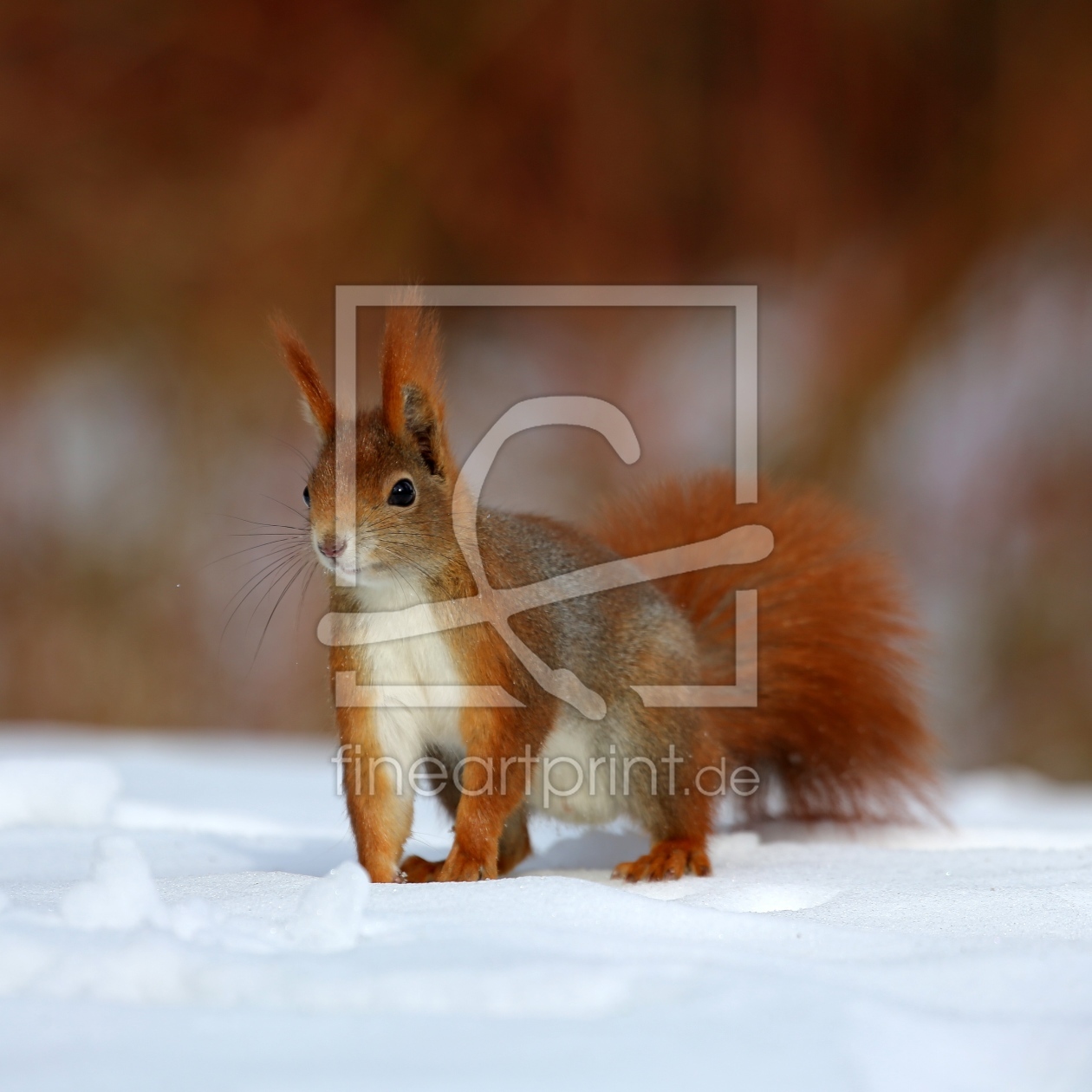 Bild-Nr.: 10885484 rotes Eichhörnchen im Winter erstellt von Marcel Schauer
