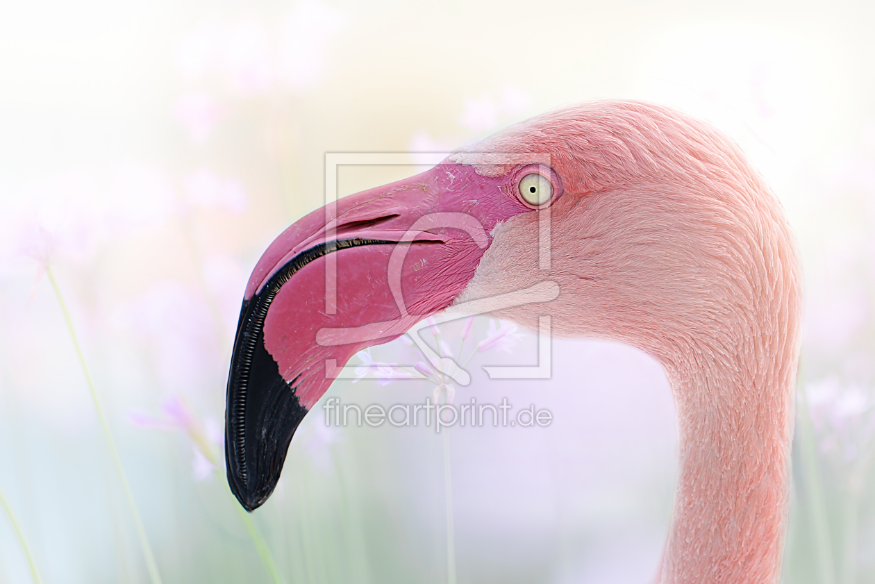 Bild-Nr.: 10886582 Flamingoblick erstellt von Heike  Hultsch