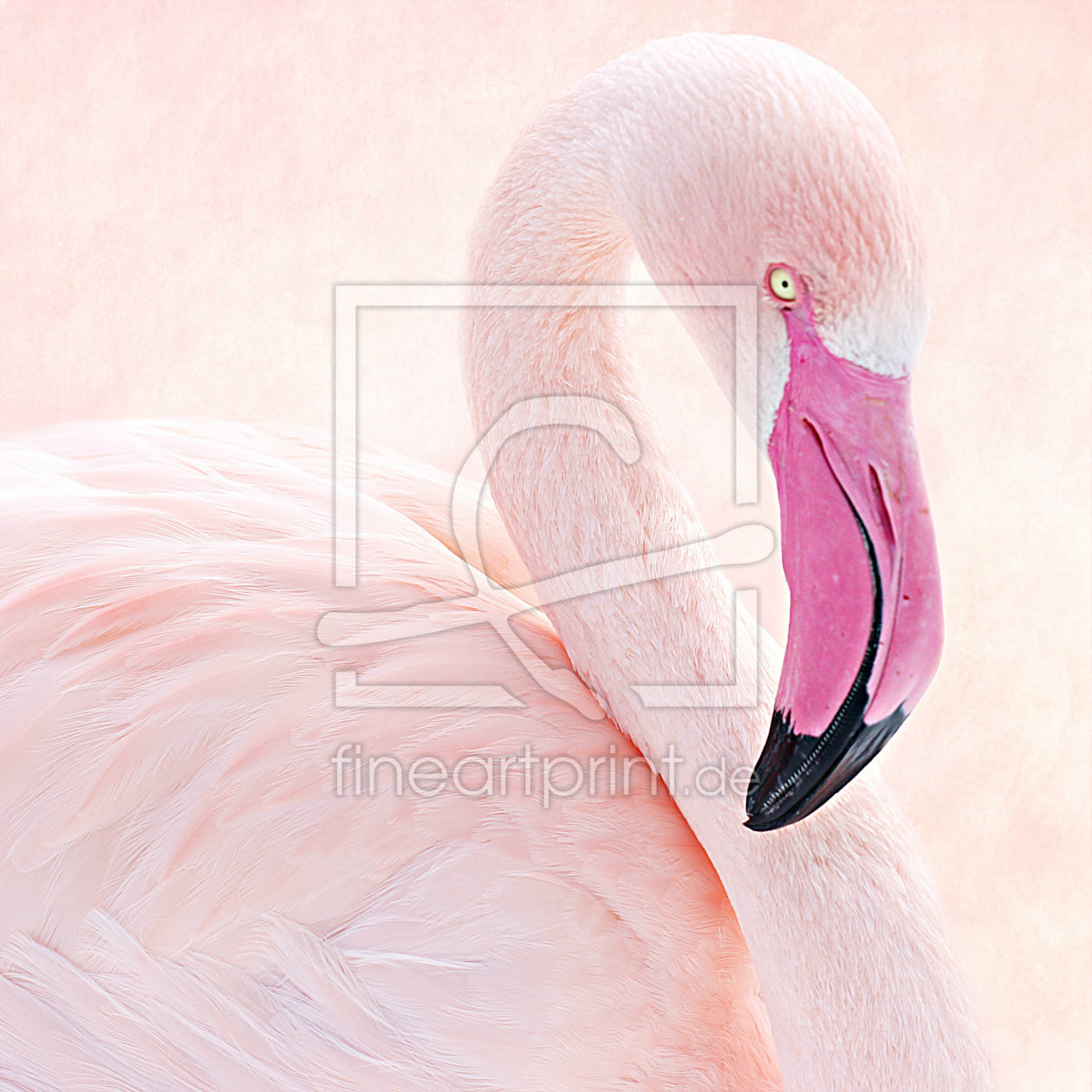Bild-Nr.: 10892750 Flamingo - überarbeitet -  erstellt von Heike  Hultsch