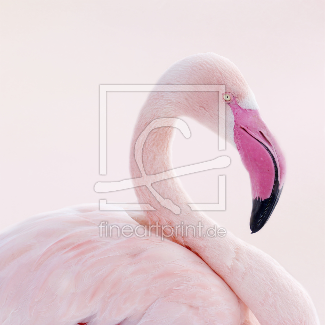 Bild-Nr.: 10893400 Flamingo erstellt von Heike  Hultsch