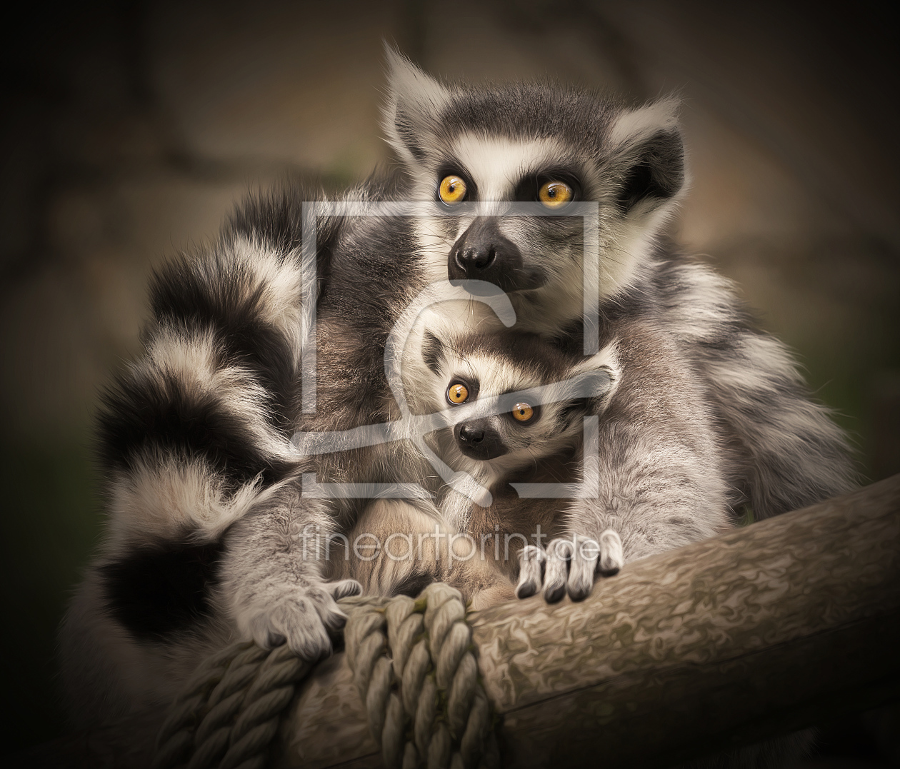 Bild-Nr.: 10995484 Lemuren erstellt von SandraFotodesign