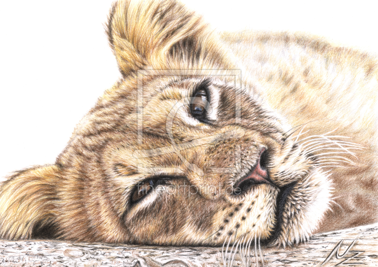 Bild-Nr.: 11087883 Löwenkind - Tired Young Lion erstellt von NicoleZeug