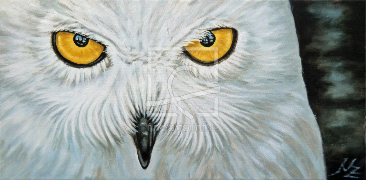 Bild-Nr.: 11134030 Schnee-Eule - Snow Owl erstellt von NicoleZeug