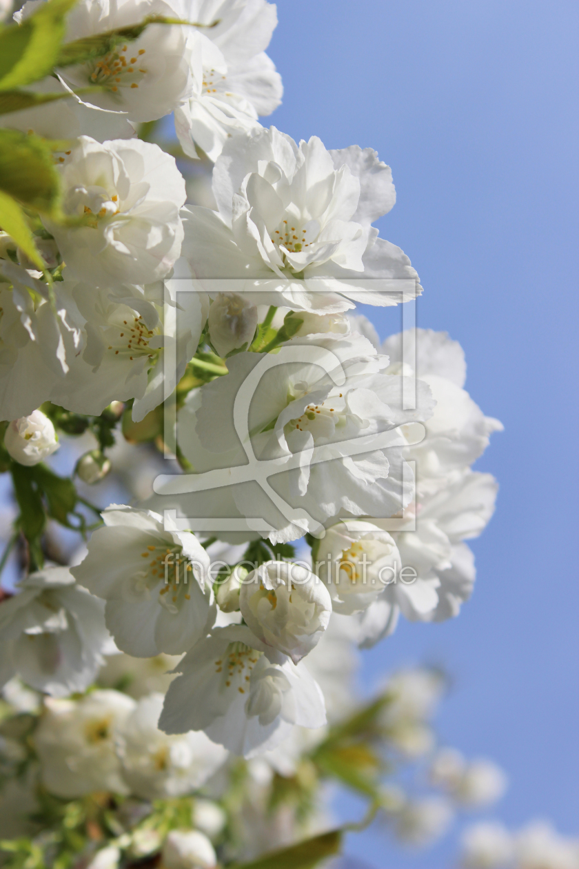 Bild-Nr.: 11221462 weisse Kirschblütenpracht erstellt von DagmarMarina
