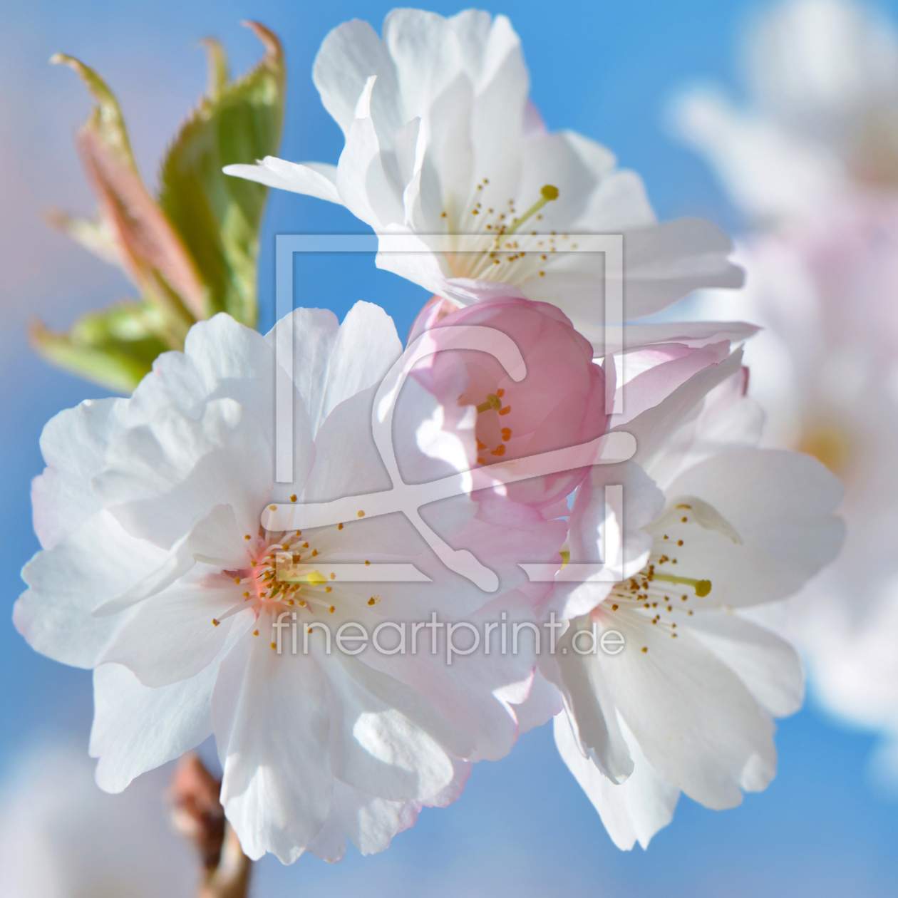 Bild-Nr.: 11231158 Frühlingsblüte  erstellt von Atteloi