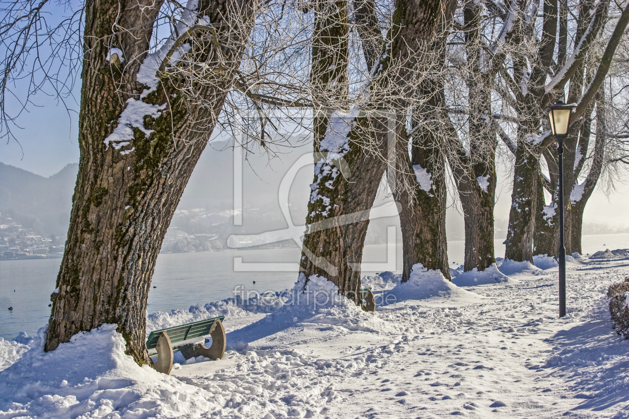 Bild-Nr.: 11234942 Winterliche Baumreihe am Tegernsee erstellt von EderHans