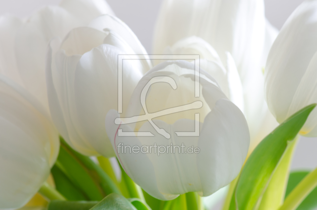 Bild-Nr.: 11435509 Weiße Tulpen erstellt von Steffen Gierok