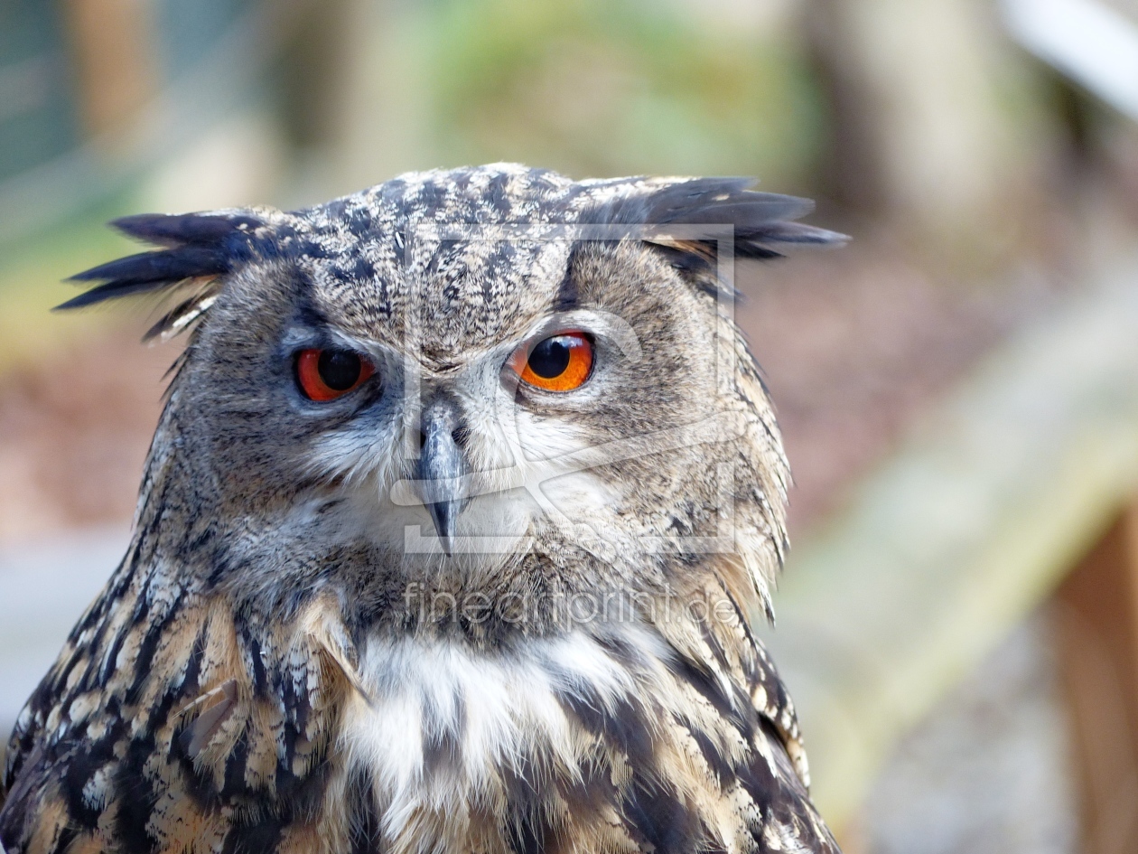 Bild-Nr.: 11478893 Uhu - Eurasian Eagle-Owl erstellt von Schroeer-Ralf