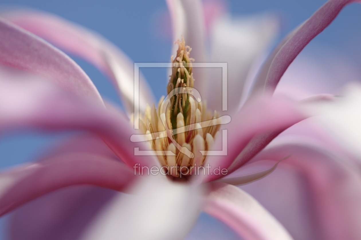 Bild-Nr.: 11480553 Magnolien Blüte erstellt von Renate Knapp