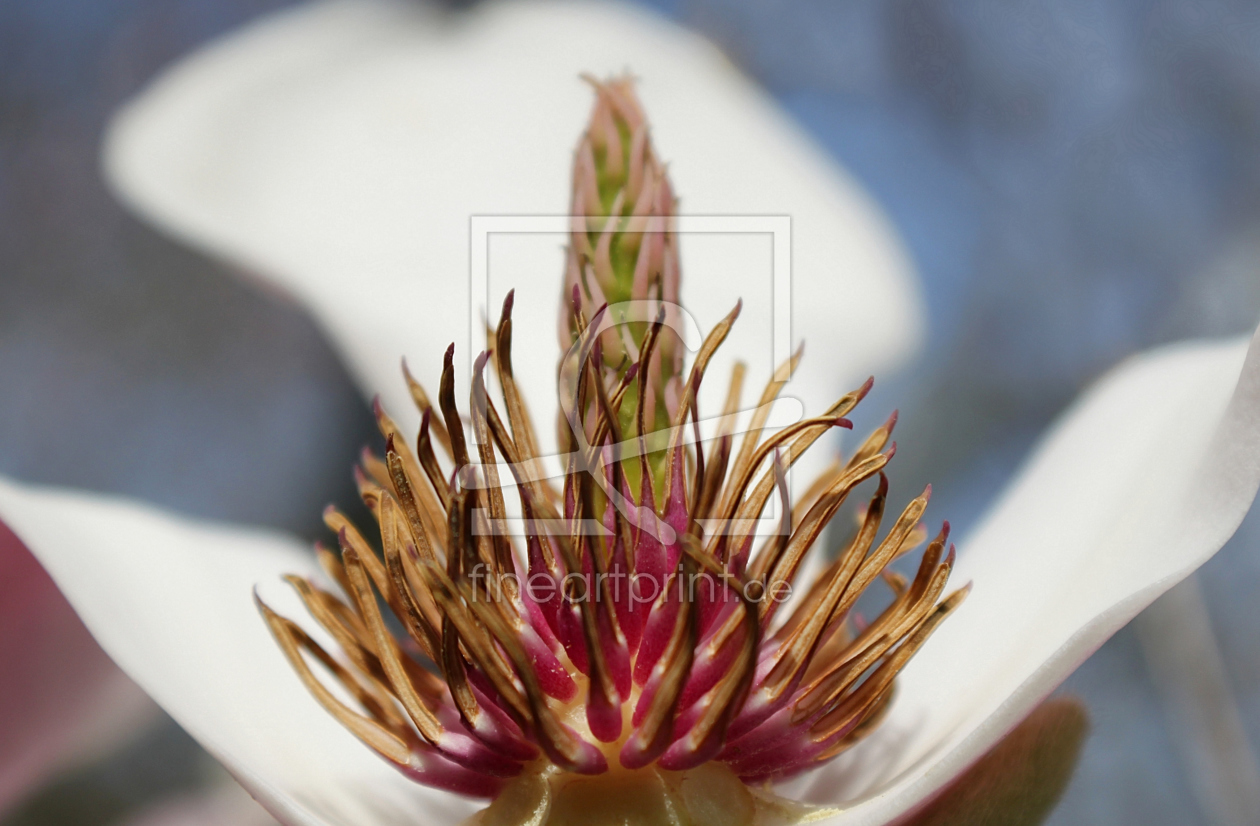 Bild-Nr.: 11488204 Purpur-Magnolie Magnolia liliiflora erstellt von Renate Knapp