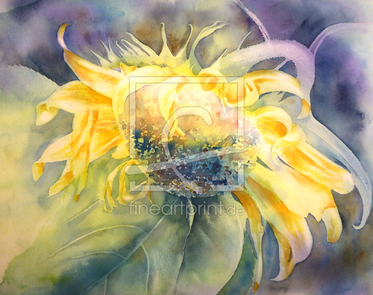 Bild-Nr.: 11559828 Sonnenblume4 erstellt von Thomas Habermann