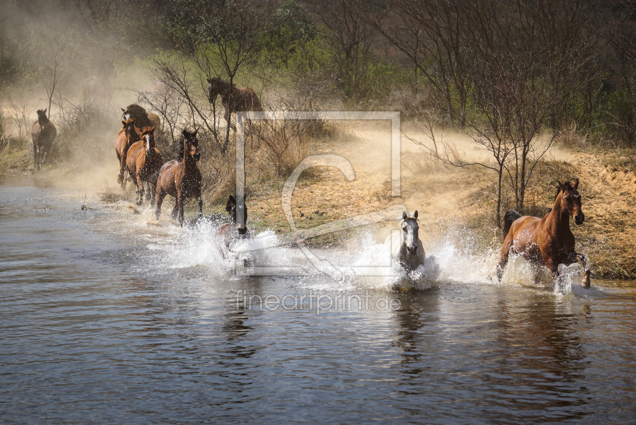 Bild-Nr.: 11668148 Wildpferde im Wasser erstellt von Steff1911