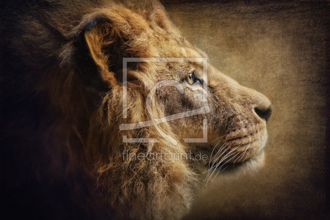 Bild-Nr.: 11880610 The Lion Portrait erstellt von Angela  Dölling