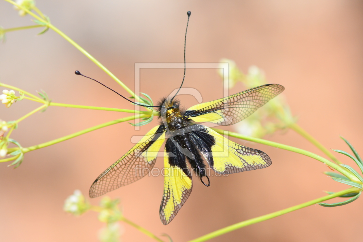 Bild-Nr.: 12203652 Libellen-Schmetterlingshaft erstellt von GUGIGEI