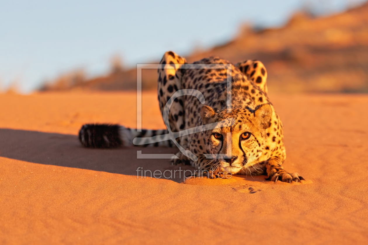 Bild-Nr.: 12796051 Gepard mit Körperspannung Reload erstellt von Vossiem