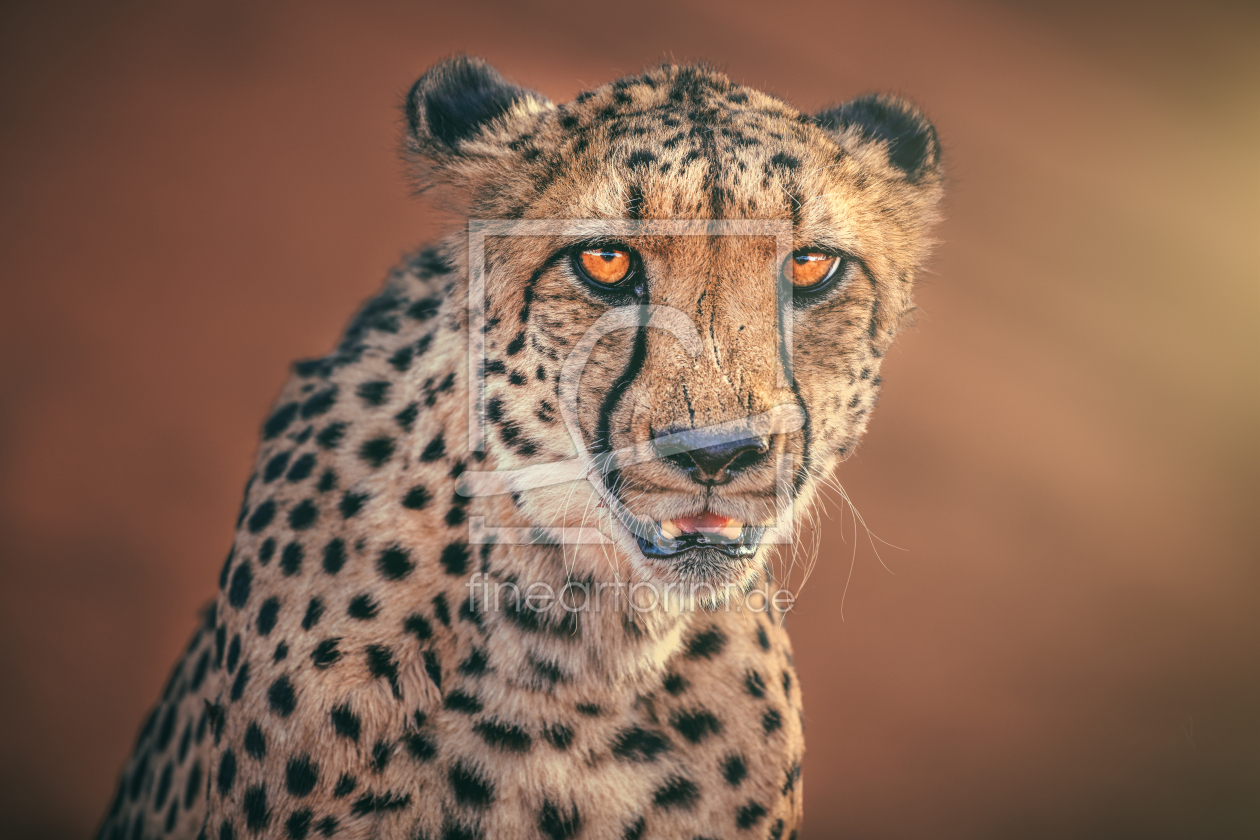 Bild-Nr.: 12805793 Namibia Leopard Portrait erstellt von Jean Claude Castor