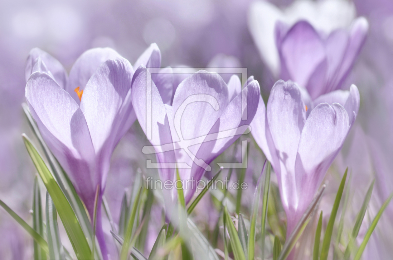 Bild-Nr.: 12808570 Frühlingsblumen erstellt von Atteloi