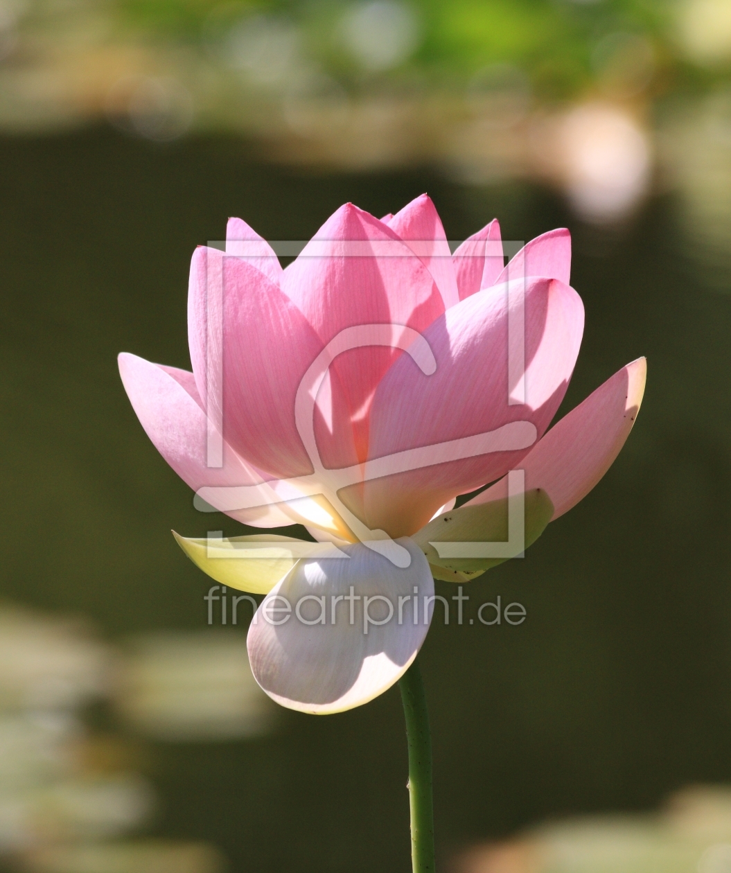 Bild-Nr.: 9459448 Lotusblüte erstellt von affrey