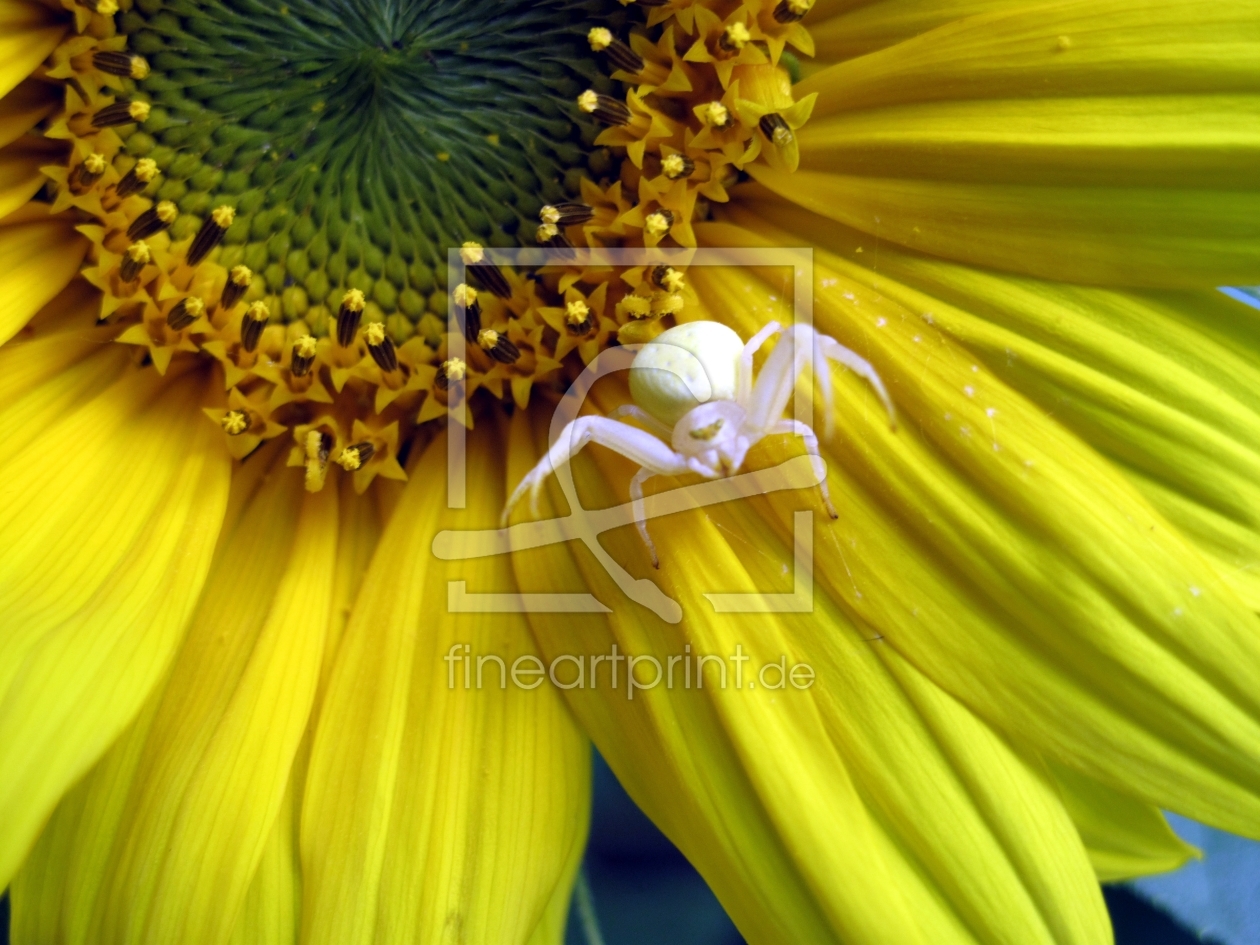 Bild-Nr.: 9478462 Restaurant Sonnenblume erstellt von tiangreen