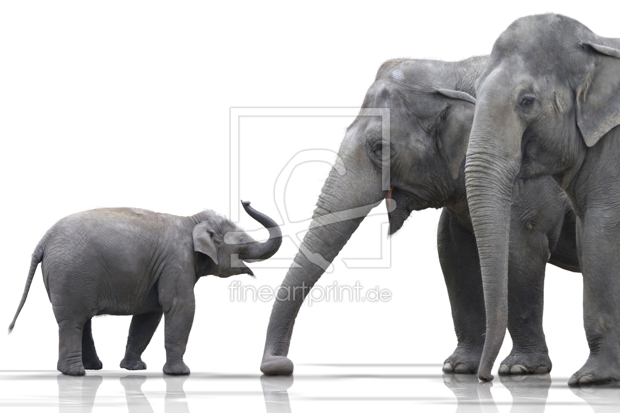 Bild-Nr.: 9505488 Elefanten wd379 erstellt von Dreblow