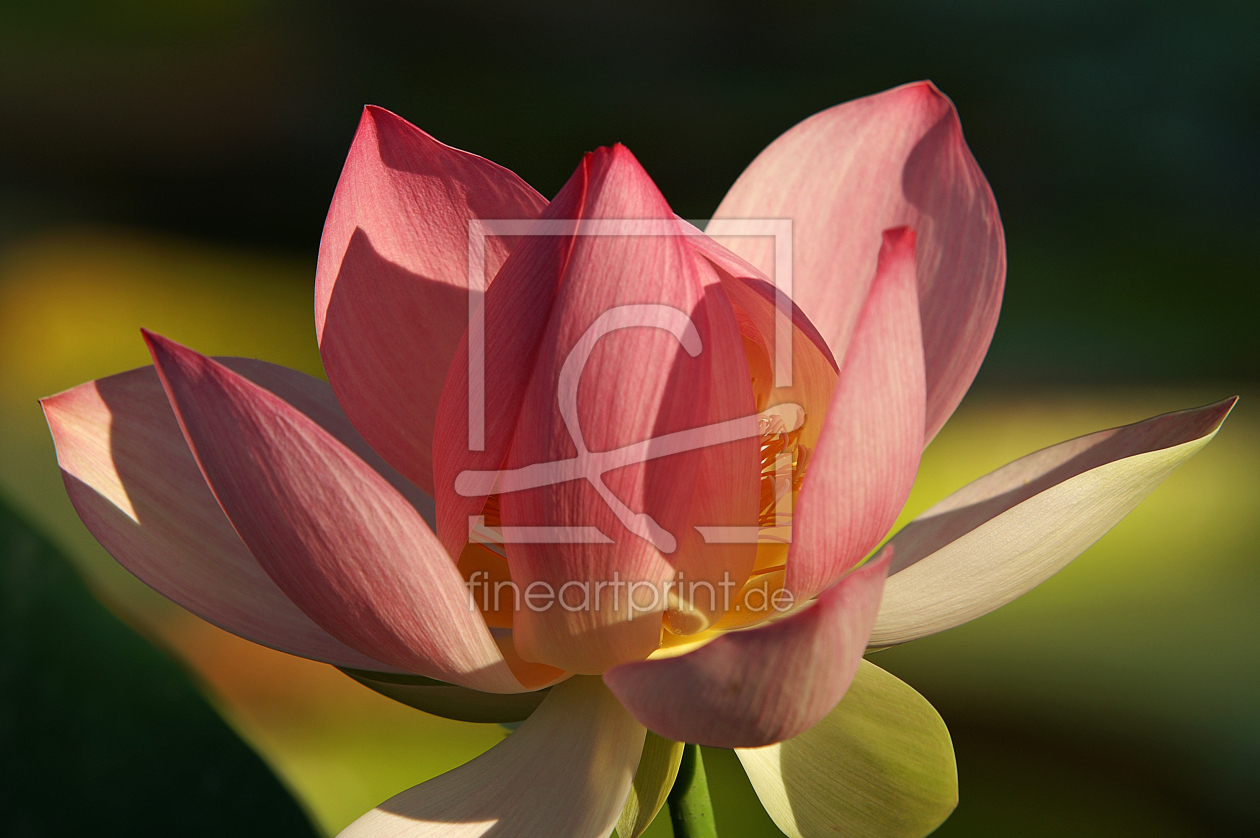Bild-Nr.: 9601896 Lotusblüte erstellt von Fotostyler