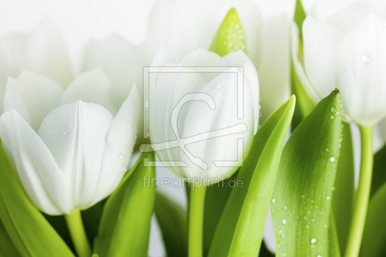 Bild-Nr.: 9655992 Weiße Tulpen erstellt von Nailia Schwarz
