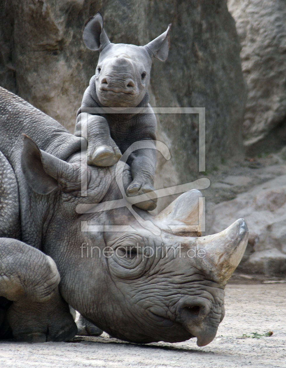 Bild-Nr.: 9732652 Nashorn-Baby beim Spiel erstellt von mpenzi