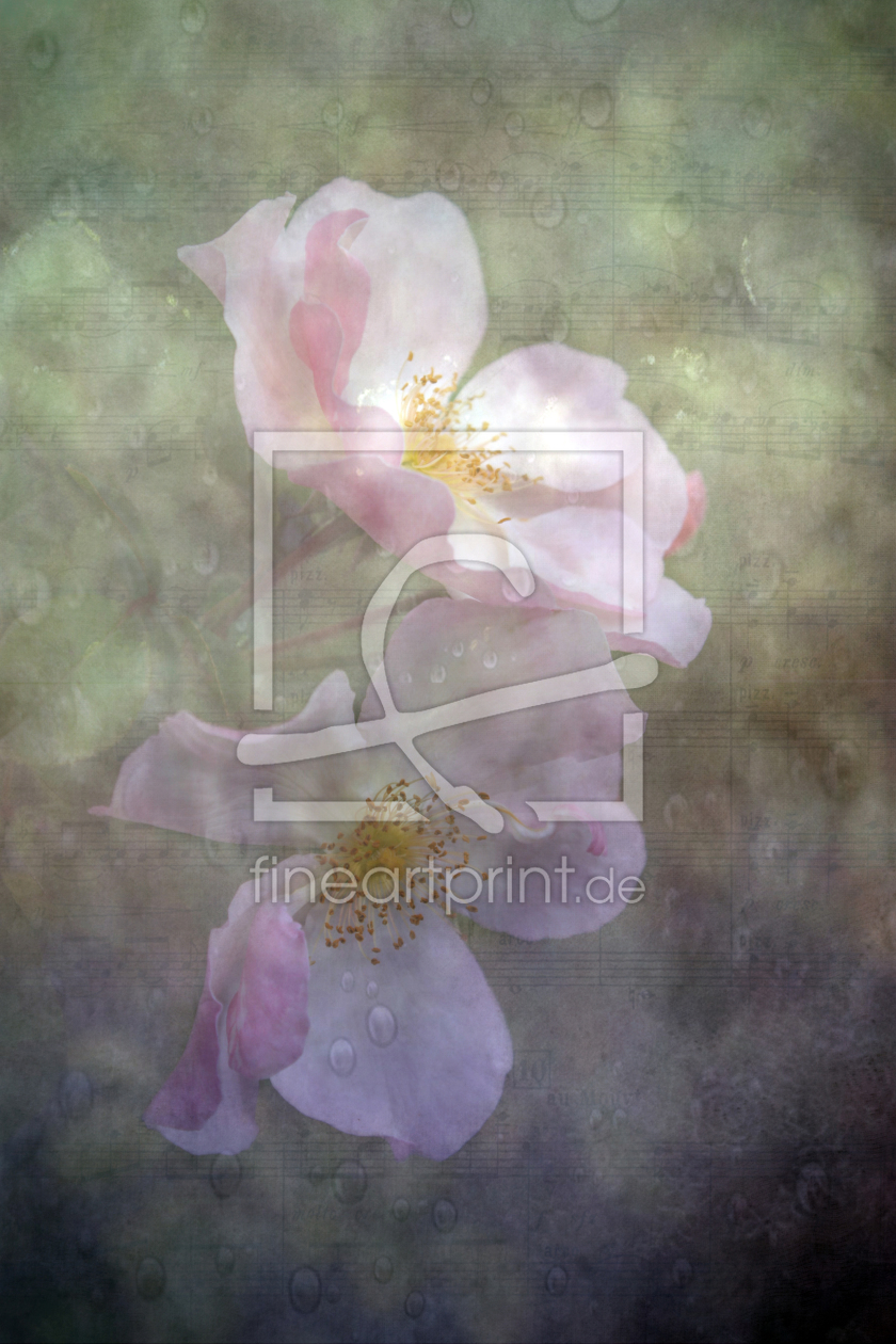 Bild-Nr.: 9787738 Rosige Rose erstellt von Moruga