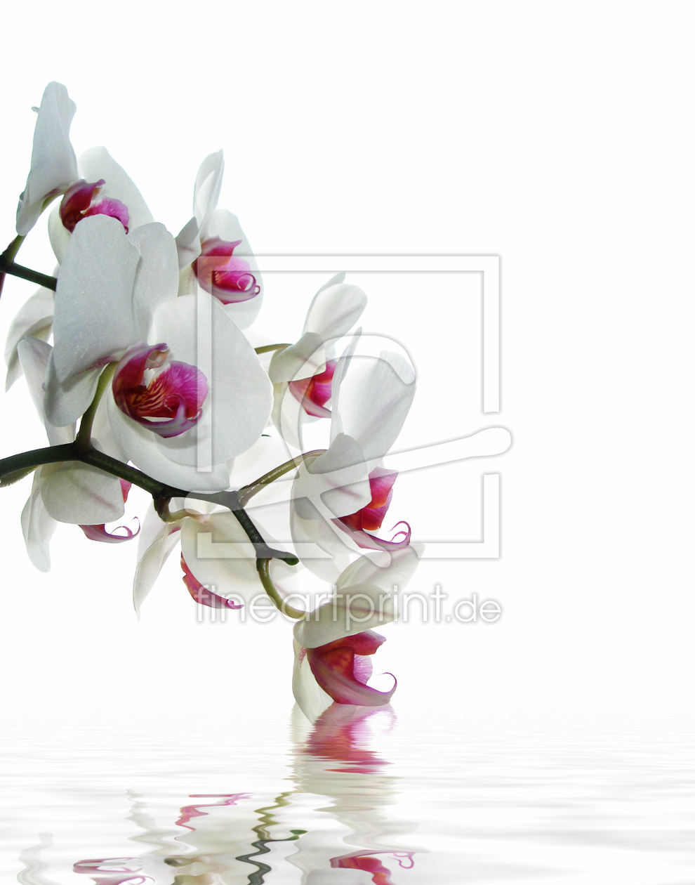 Bild-Nr.: 9791438 Orchideenzweig erstellt von Anja Peschel