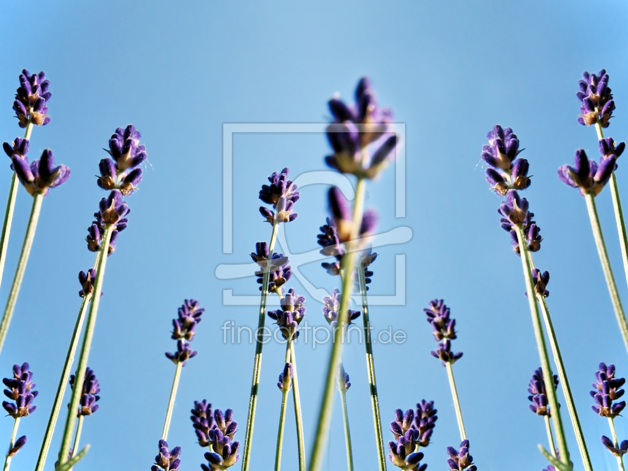 Bild-Nr.: 9791794 Lavendel erstellt von Galerie-Fotoeffekt